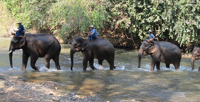 jim corbett national park in uttarakhand