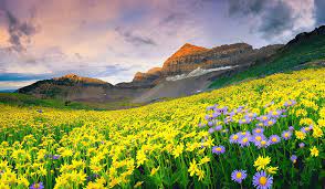 Himalayan flora in Valley of Flowers National Park