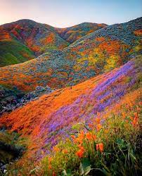Trekking trail in Valley of Flowers National Park