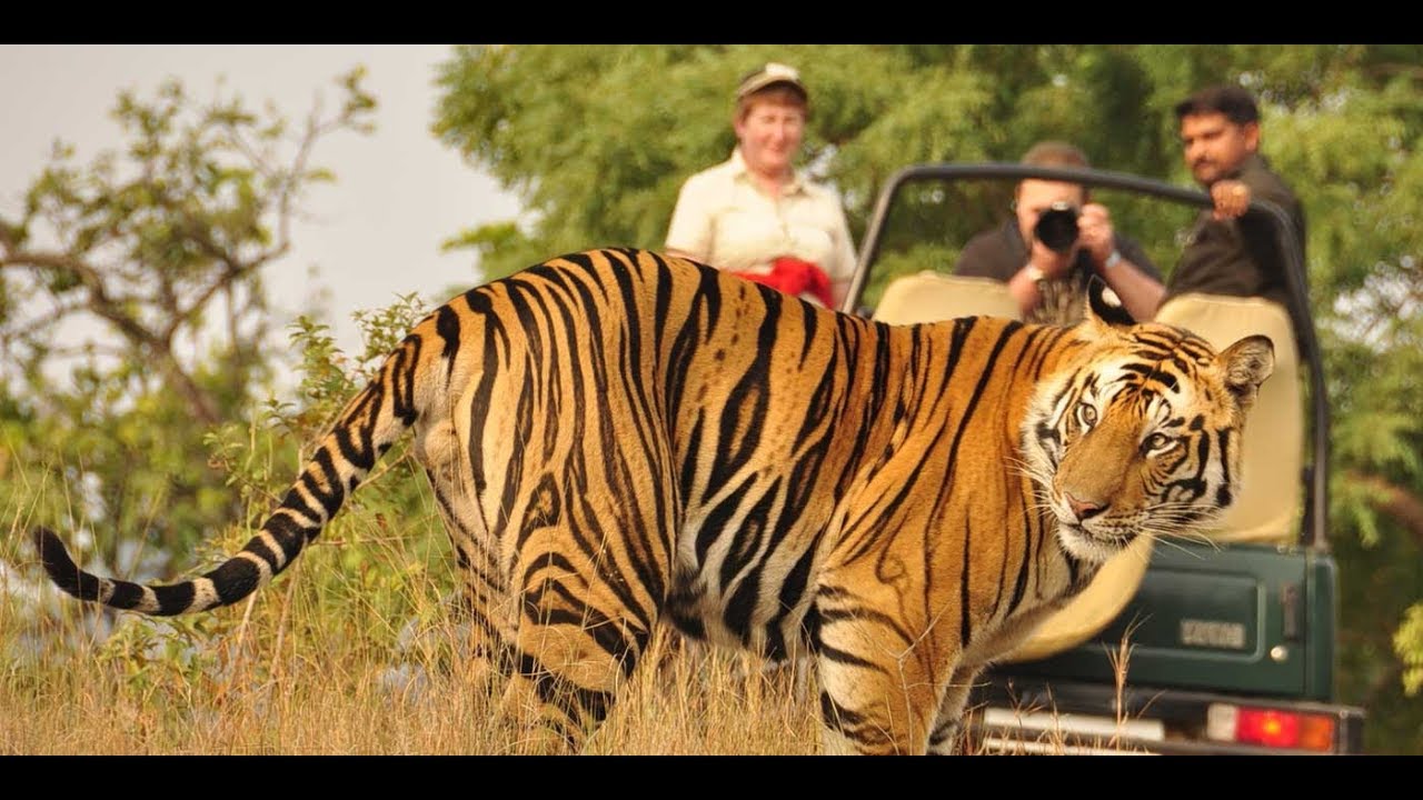 Jim Corbett National Park Tour Packages