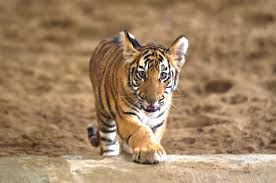 Nainital-zoo