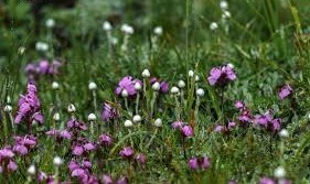 Himalayan flora in Valley of Flowers National Park