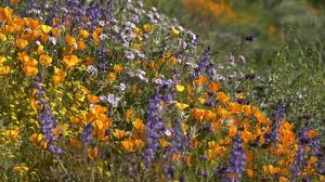 Trekking trail in Valley of Flowers National Park