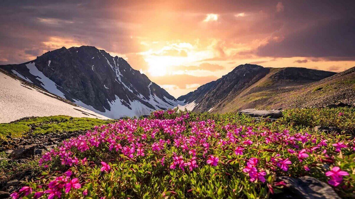 Valley of Flowers National Park Tour Package