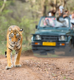 best travel company in haridwar